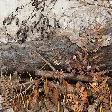 Image from Johanna Karlsson: Anatomy of Nature, at Galleri Magnus Karlsson