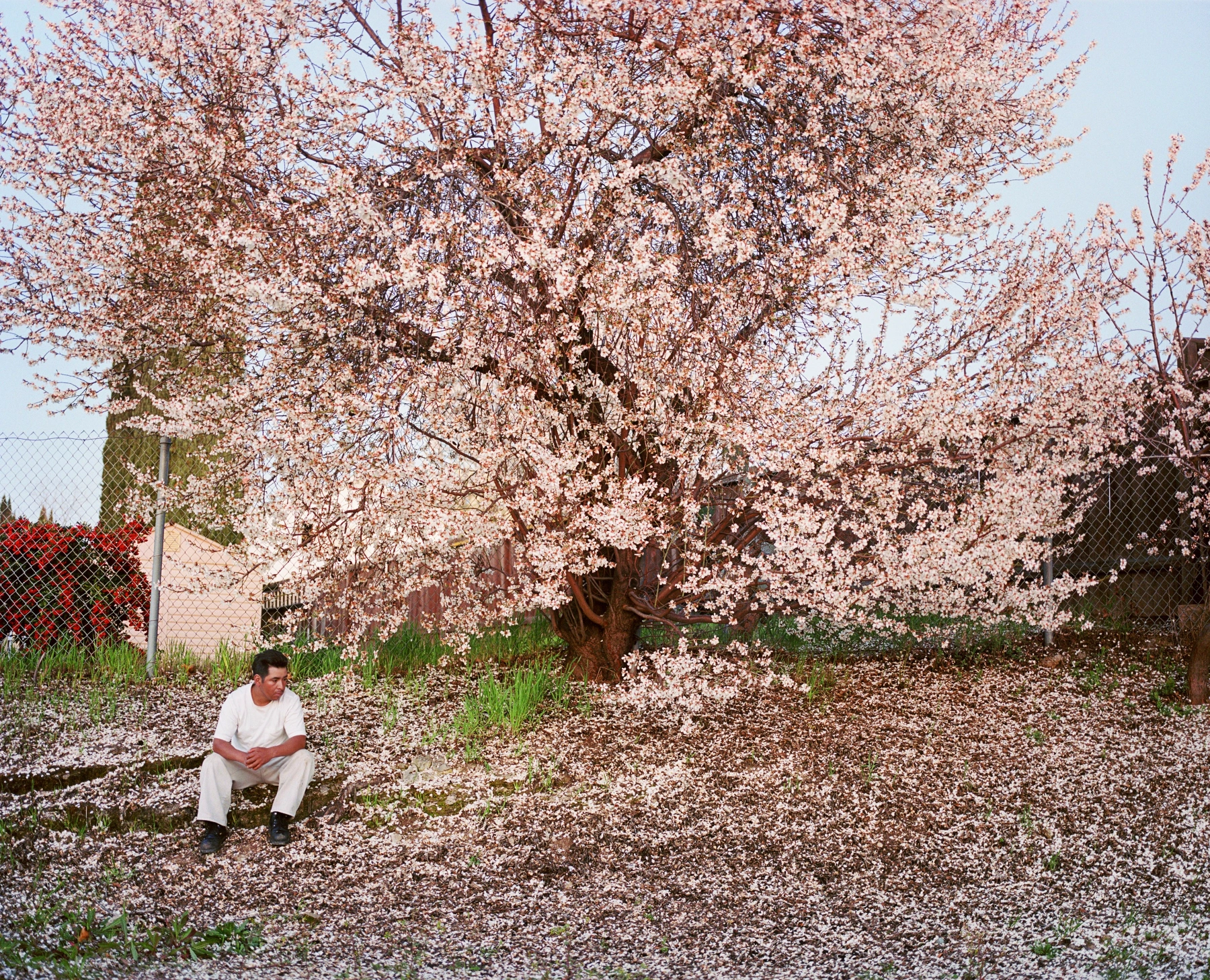 Image for Larry Sultan: Homeland at Yancey Richardson Gallery
