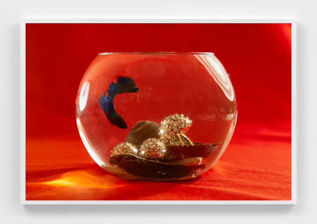 Roe Ethridge, Celine Rings in a Fish Bowl, 2025