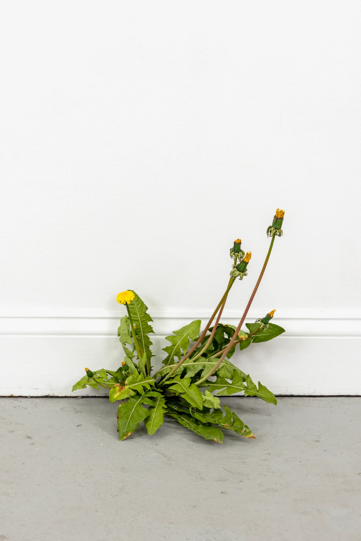 Tony Matelli, Weed (771), 2025