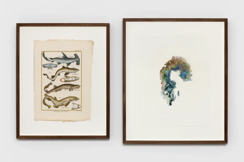 Anri Sala, Untitled (Le Marteau, Le Mélandre, La Roussette, Le Chat- rouchier/Sweden), 2022