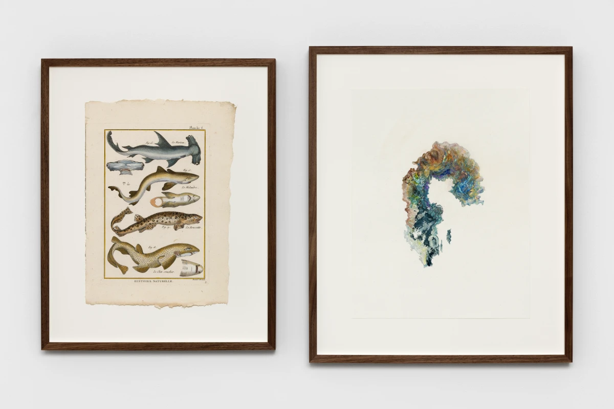 Anri Sala, Untitled (Le Marteau, Le Mélandre, La Roussette, Le Chat- rouchier/Sweden), 2022