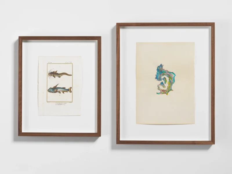 Anri Sala, Untitled (Le Plotose, L'Agénéiose/Italy), 2023