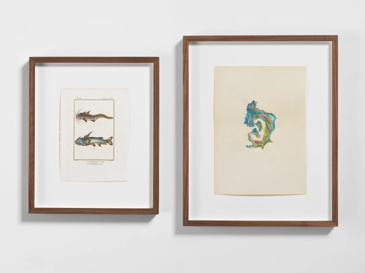 Anri Sala, Untitled (Le Plotose, L'Agénéiose/Italy), 2023