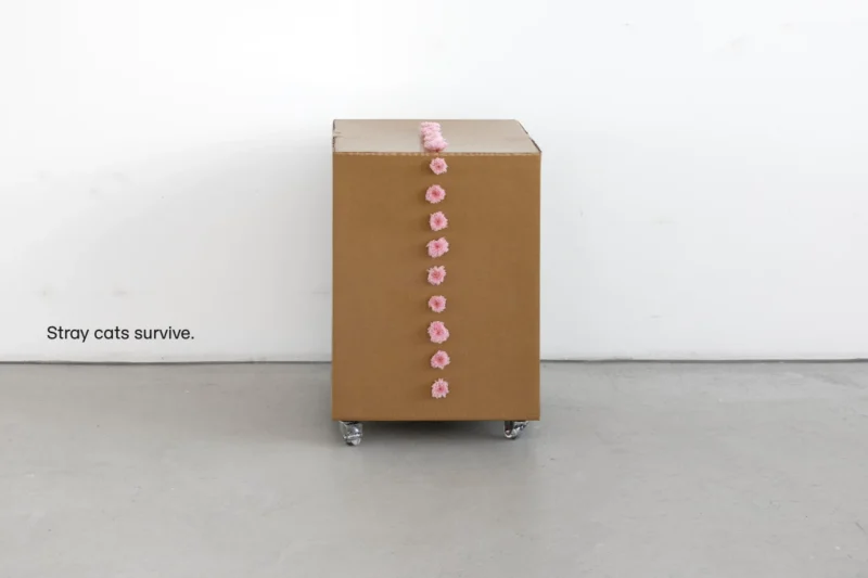 Gina Folly, Stray cats survive., 2025