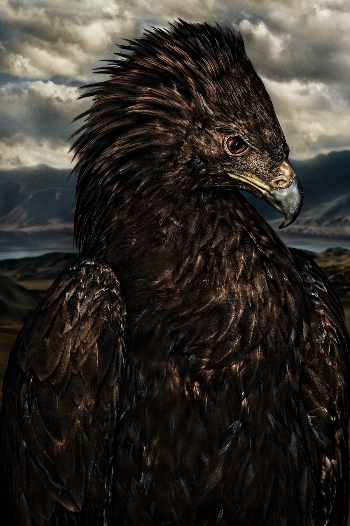 Mario Testino, Aquila chrysaetos (II), Mongolia, 2019