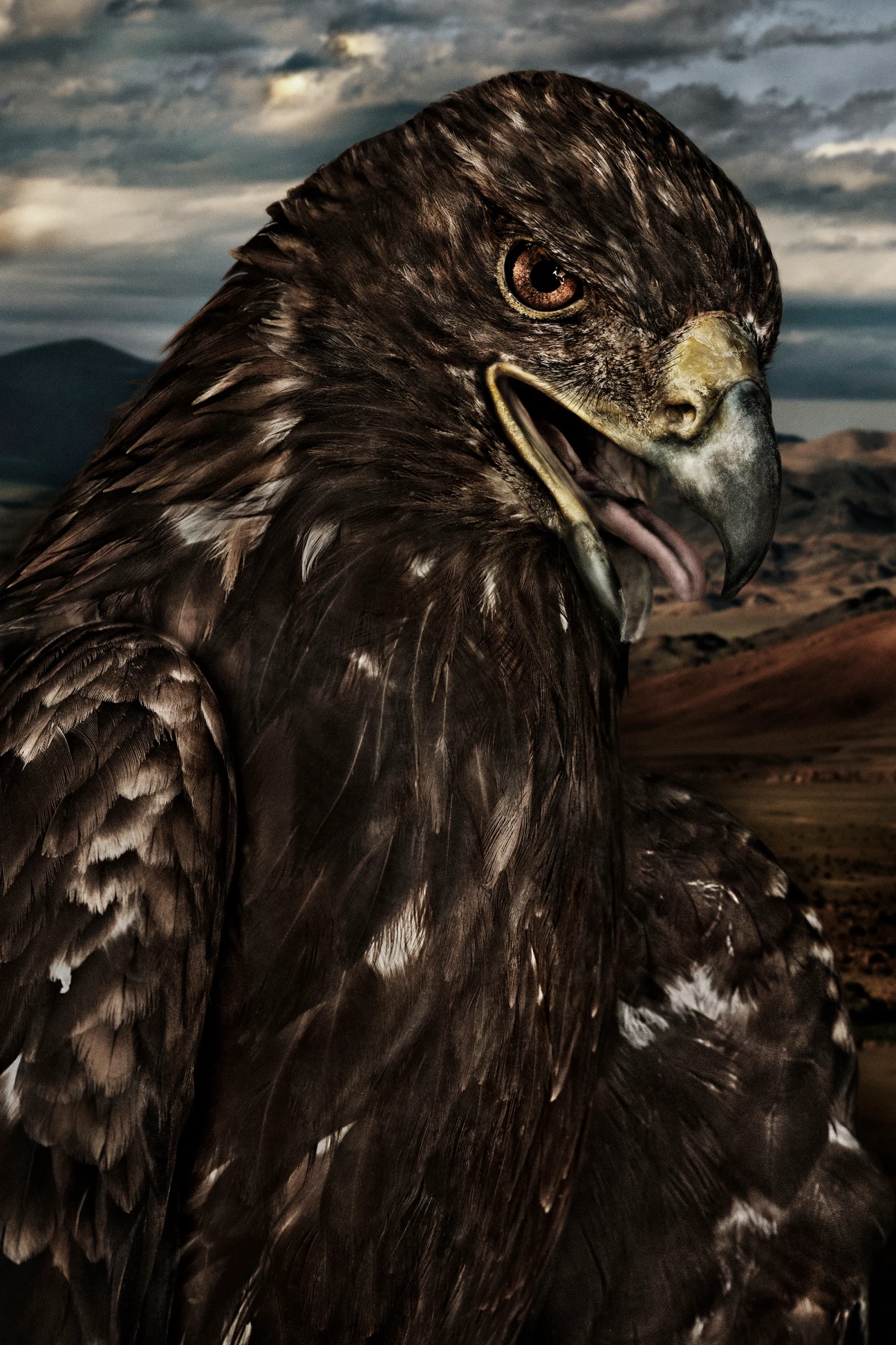 Mario Testino, Aquila chrysaetos (IV), Mongolia, 2019