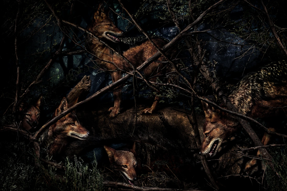 Mario Testino, Canis mesomelas, Namibia, 2022