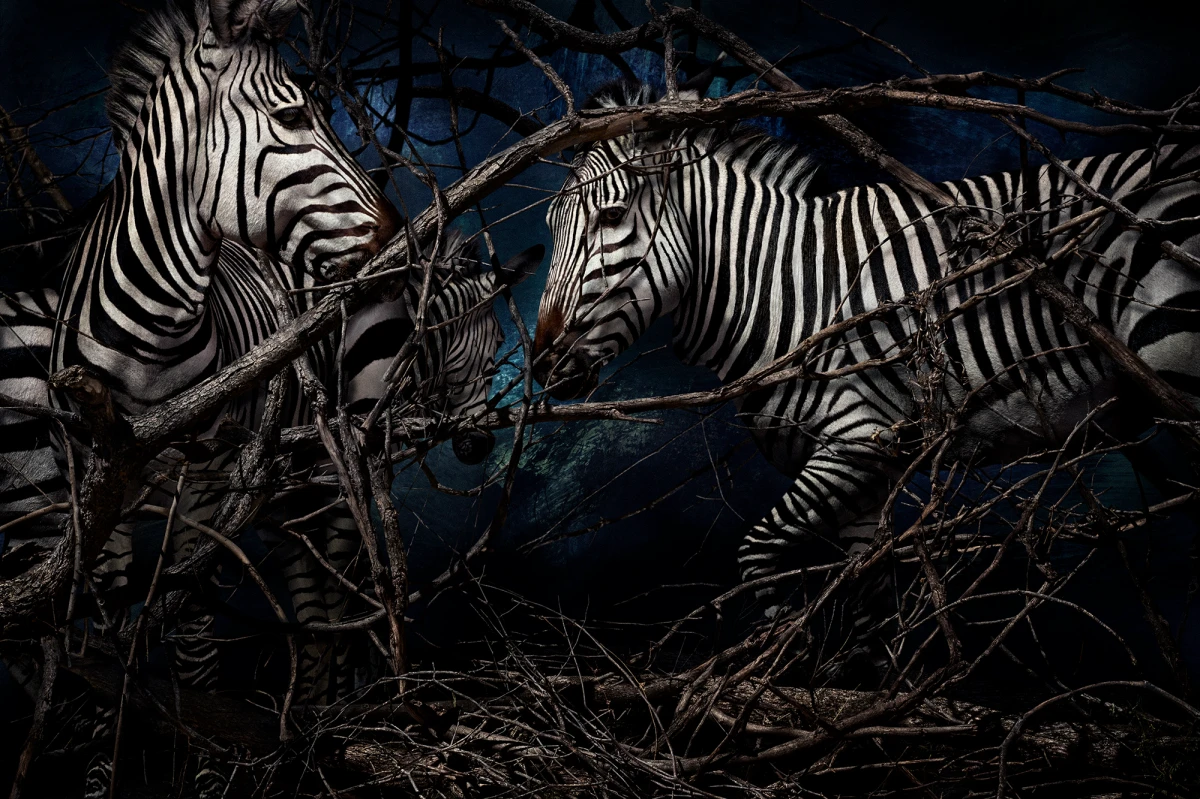 Mario Testino, Equus zebra hartmannae, Namibia, 2022