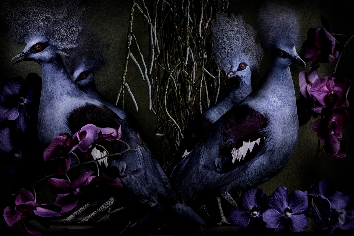 Mario Testino, Goura cristata, Brazil, 2022