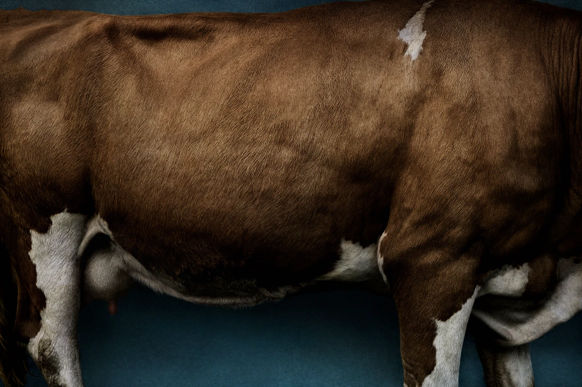 Mario Testino, Helga (II), Saanenland, 2024