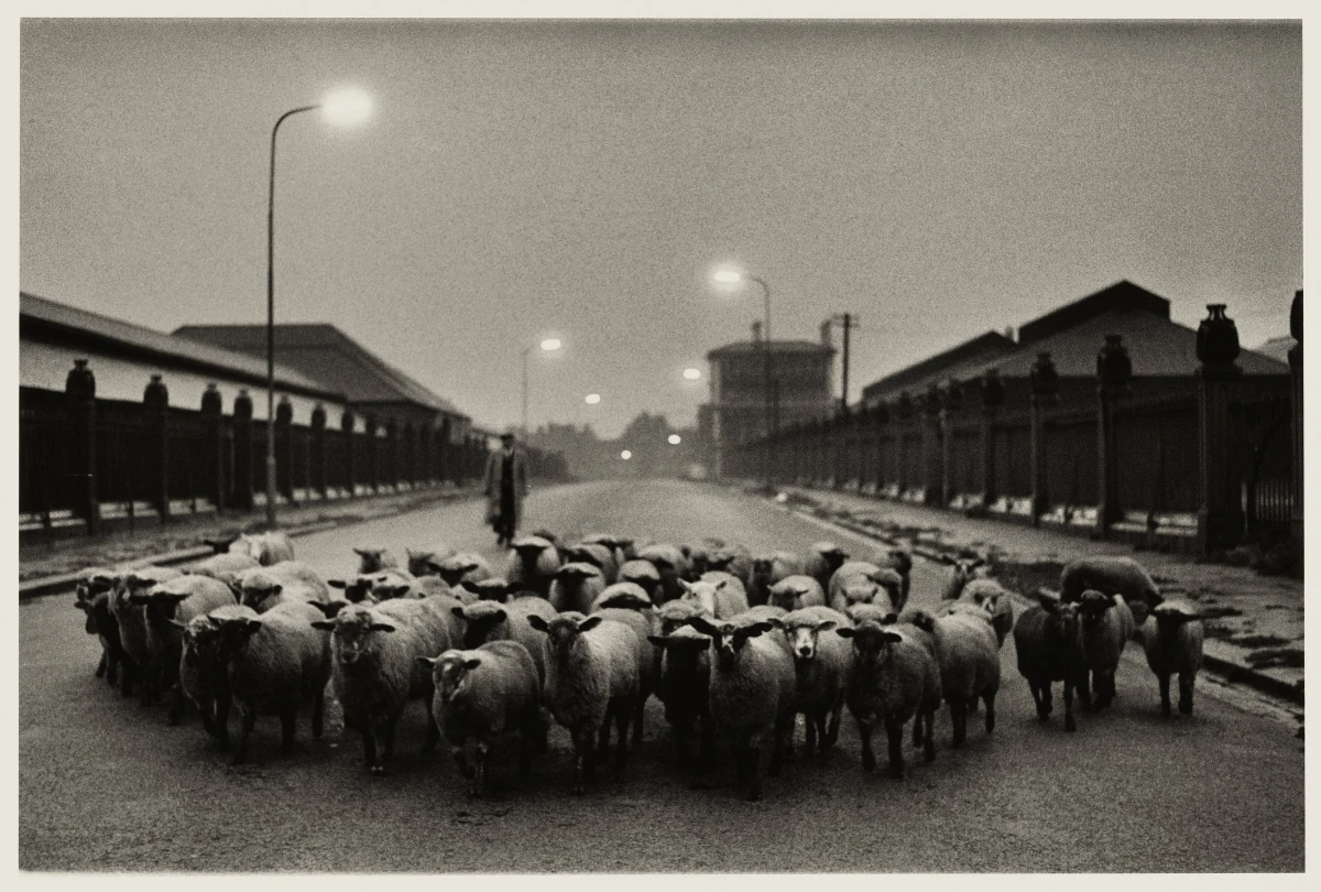 Don McCullin, Sheep Going to Slaughter, Early Morning near the Caledonian Road, London, 1965