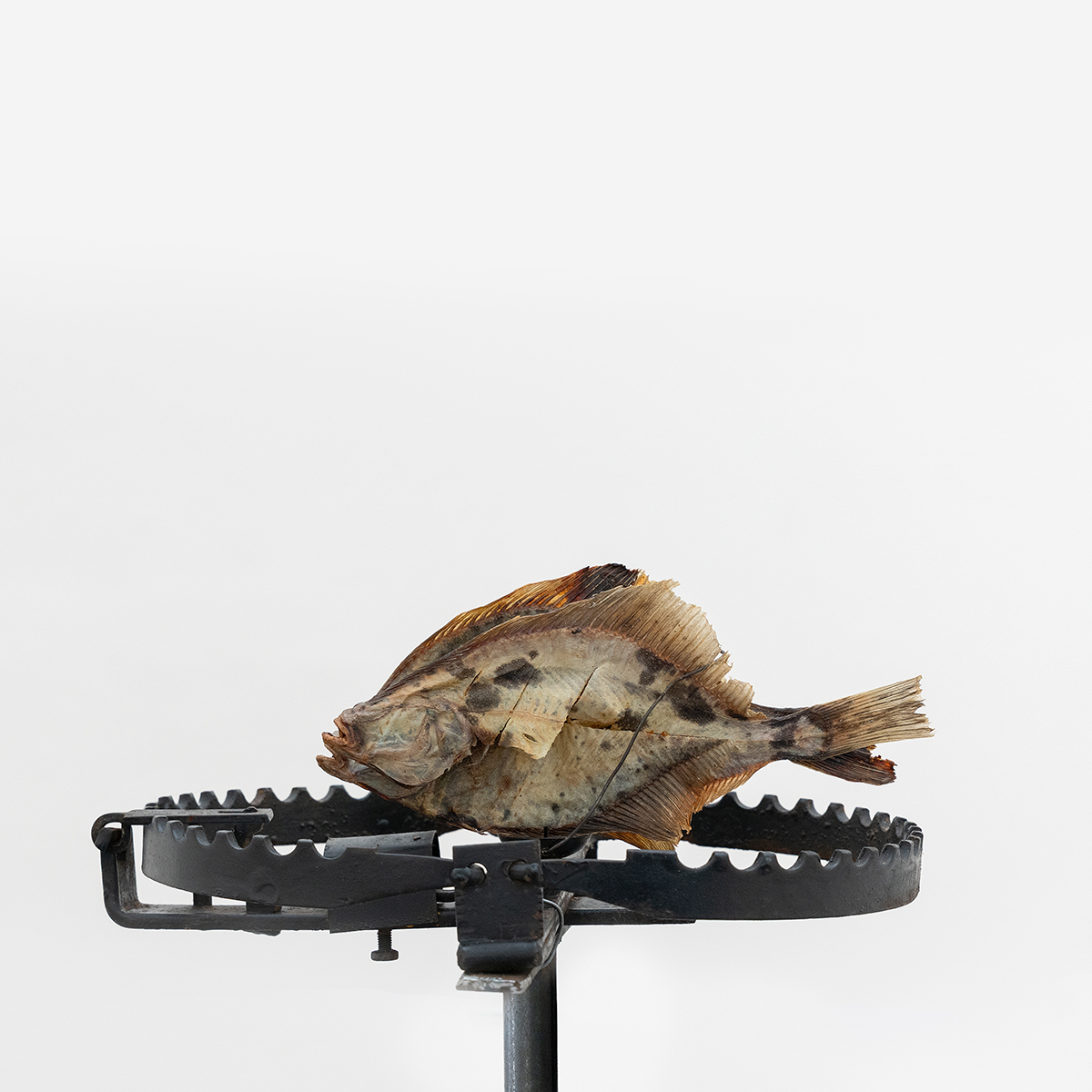 Andreas Slominski, Falle für Seeadler, 2026