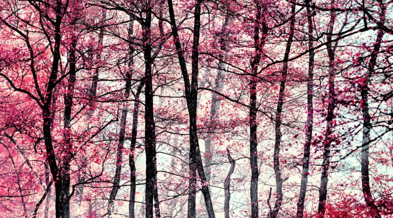 Zak van Biljon, Autumn Forest, 2021