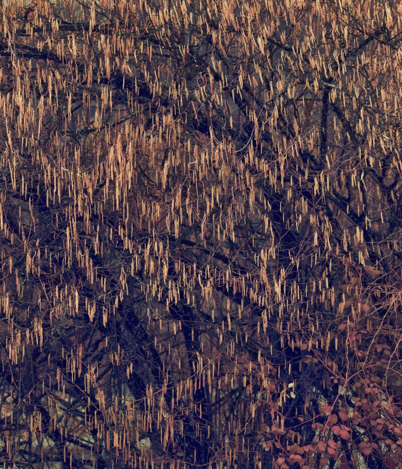 Zak van Biljon, Hazel, 2021