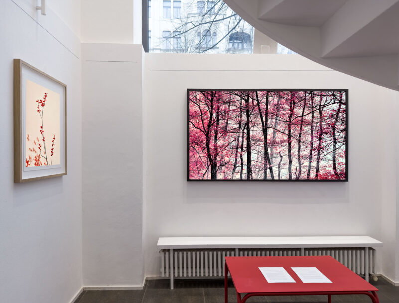 Installation shot from Nature’s Signatures, @ Luisa Catucci Contemporary
