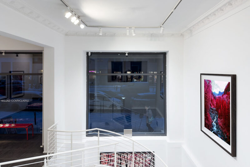 Installation shot from Nature’s Signatures, @ Luisa Catucci Contemporary