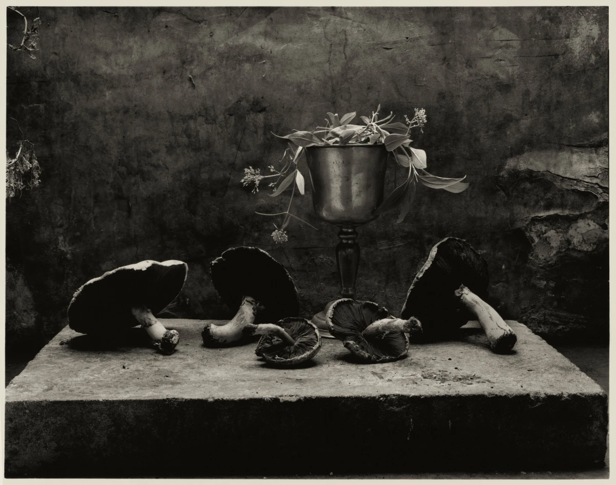 Don McCullin, Still Life with Chalice and Horse Mushrooms in My Garden Shed, 1989