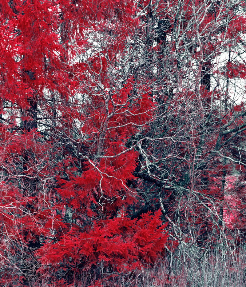 Zak van Biljon, Tête du Lac, 2024