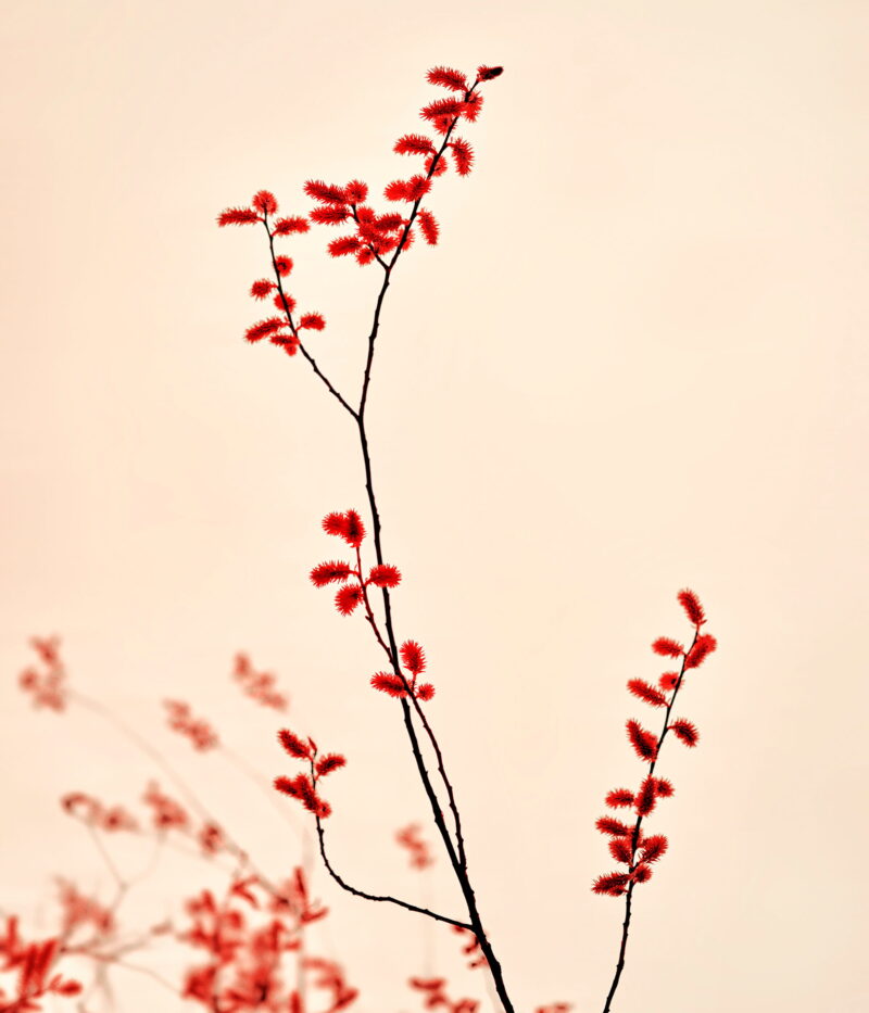 Zak van Biljon, Thinking of Japan, 2022