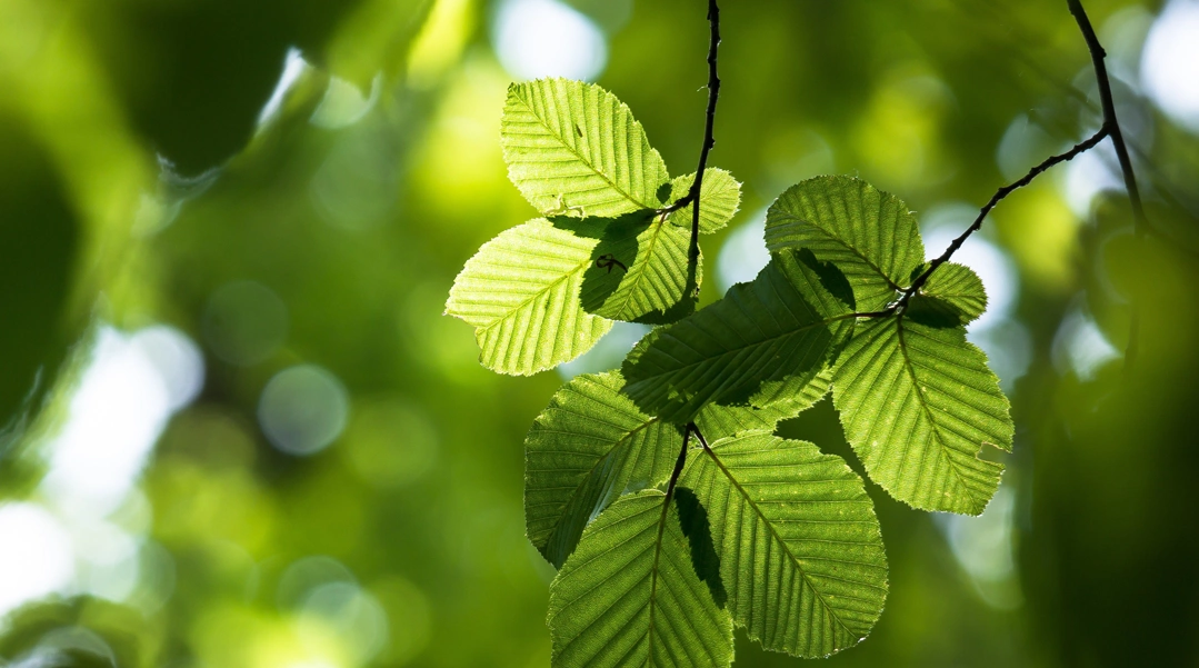 Image for Forest Cathedral, at Messums West