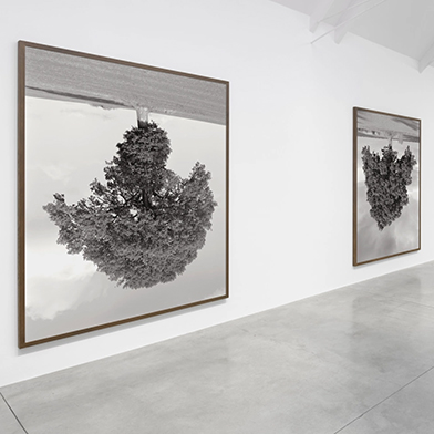 Image from Rodney Graham: Who does not love a tree?, at Lisson Gallery
