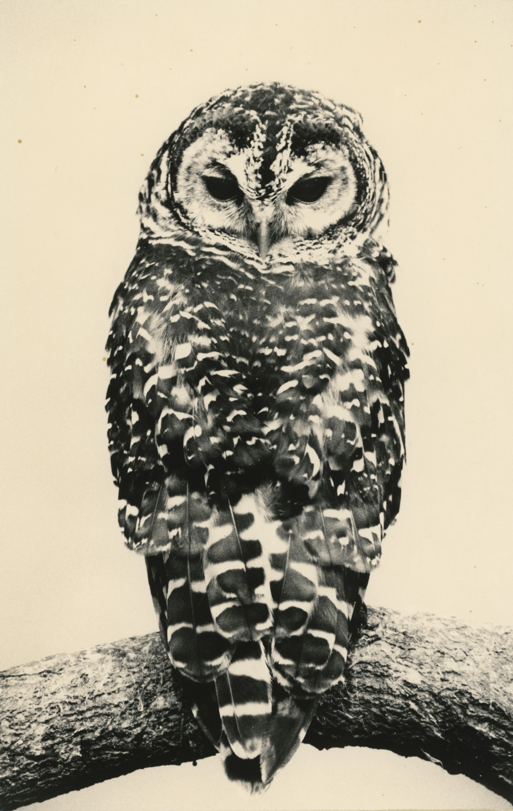Image for Yamamoto Masao: Ten Owls, at Yancey Richardson Gallery