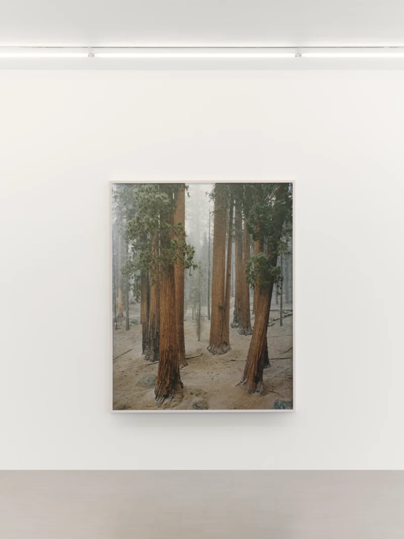 Installation shot from Mitch Epstein: American Arbor, @ Zander Galerie