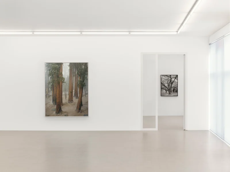 Installation shot from Mitch Epstein: American Arbor, @ Zander Galerie