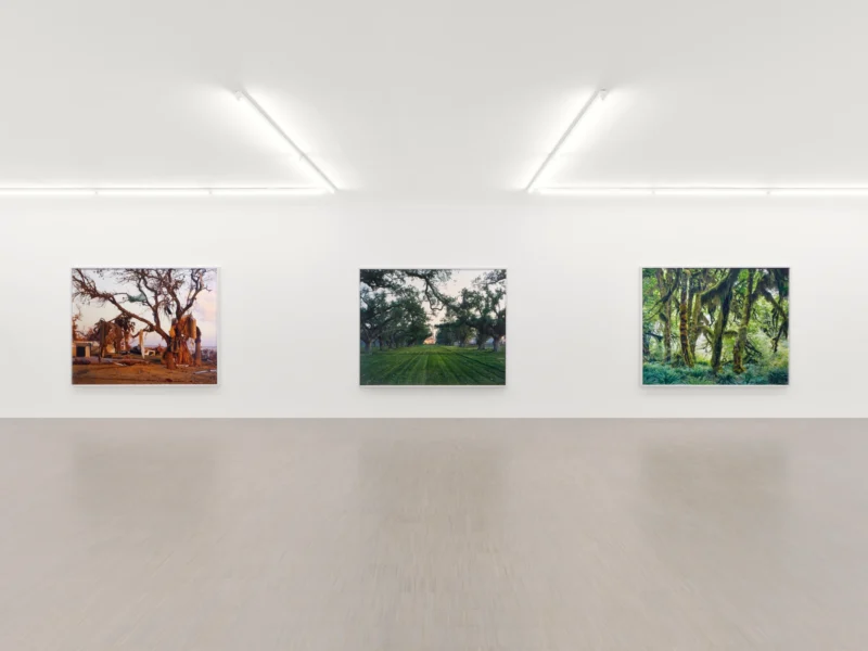 Installation shot from Mitch Epstein: American Arbor, @ Zander Galerie