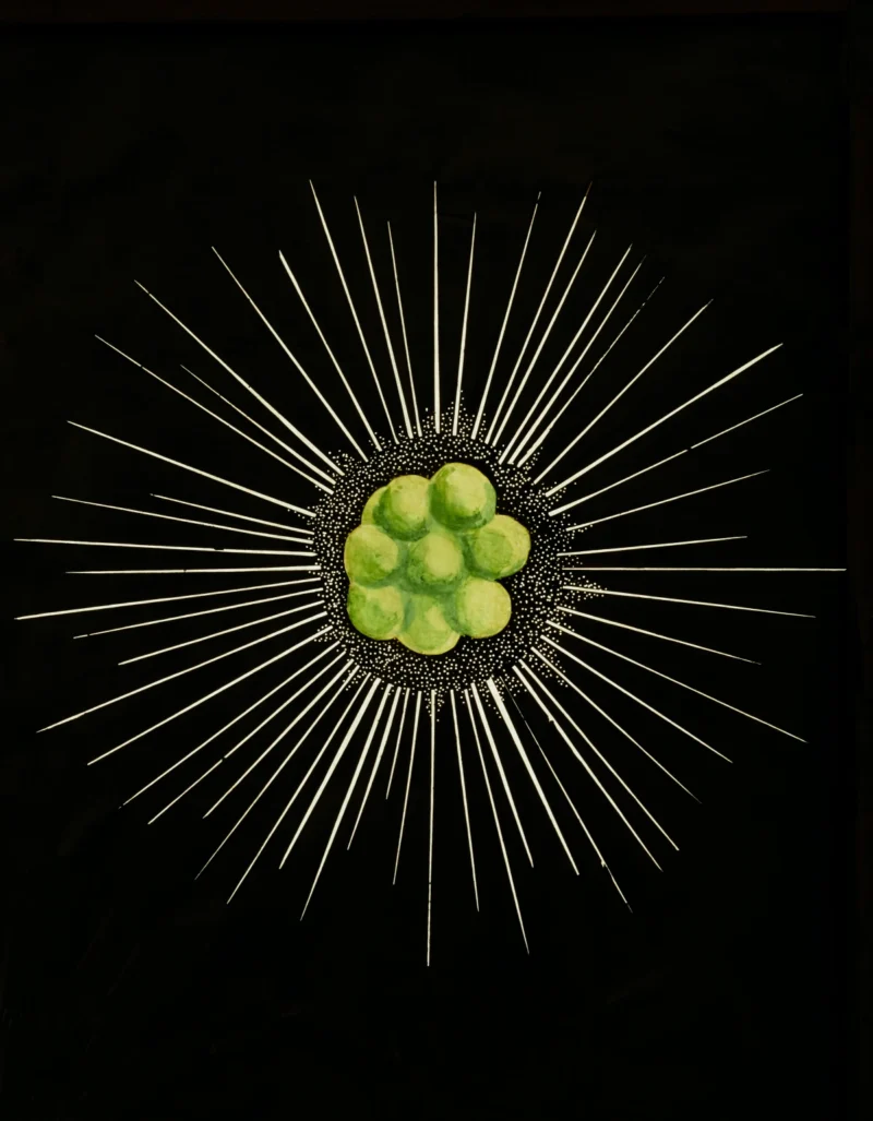 Charles Thomas Hudson, Protozoans