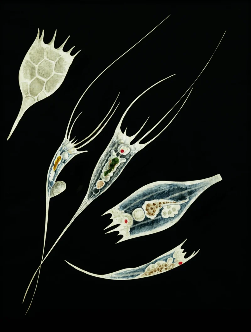 Charles Thomas Hudson, Rotifers of the genus Anurea