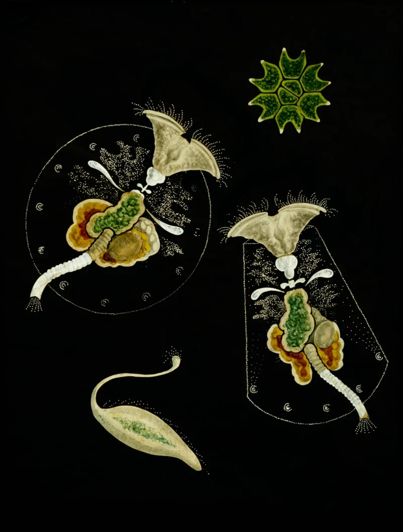 Charles Thomas Hudson, Testudinella patina