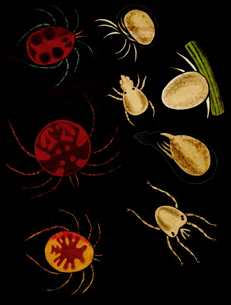 Charles Thomas Hudson, Water mites: adults and larvae