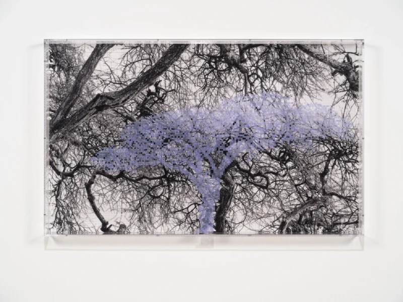 Charles Gaines, Numbers and Trees: Tanzania Series 3, Acacia, Tree #1, Ikizu, 2025