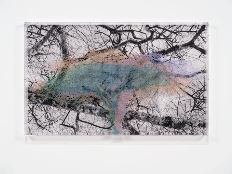 Charles Gaines, Numbers and Trees: Tanzania Series 3, Acacia, Tree #3, Shubi, 2025