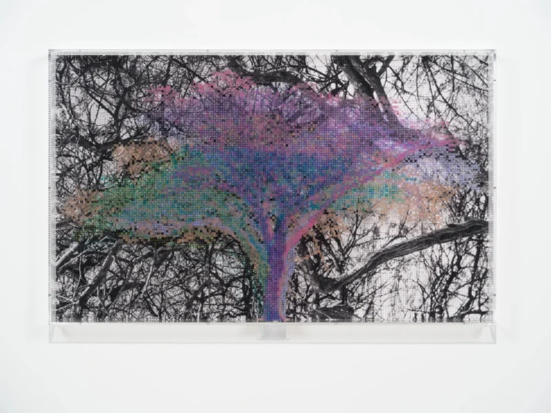 Charles Gaines, Numbers and Trees: Tanzania Series 3, Acacia, Tree #5, Nyambo, 2026