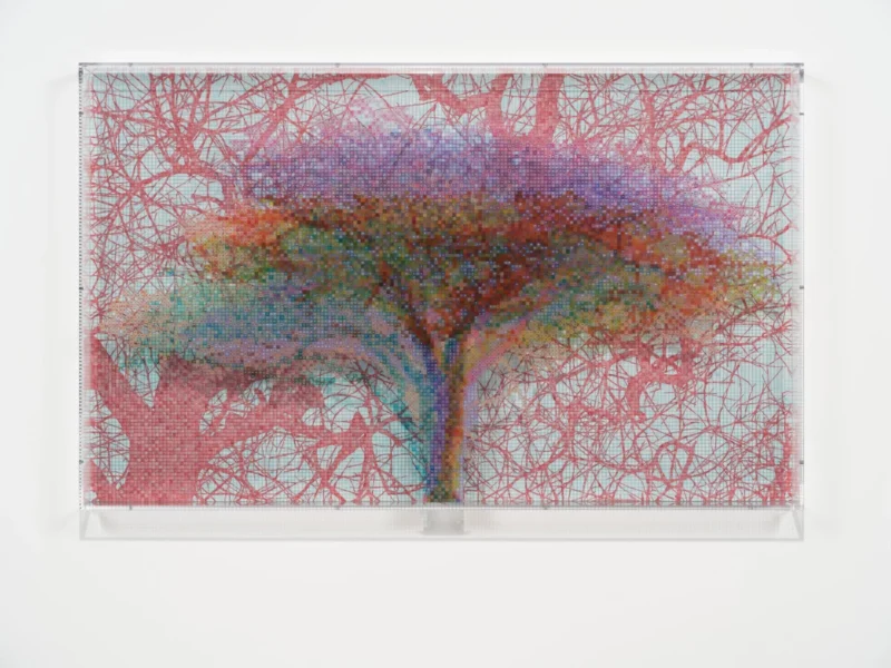 Charles Gaines, Numbers and Trees: Tanzania Series 3, Acacia, Tree #6, Burungi, 2026