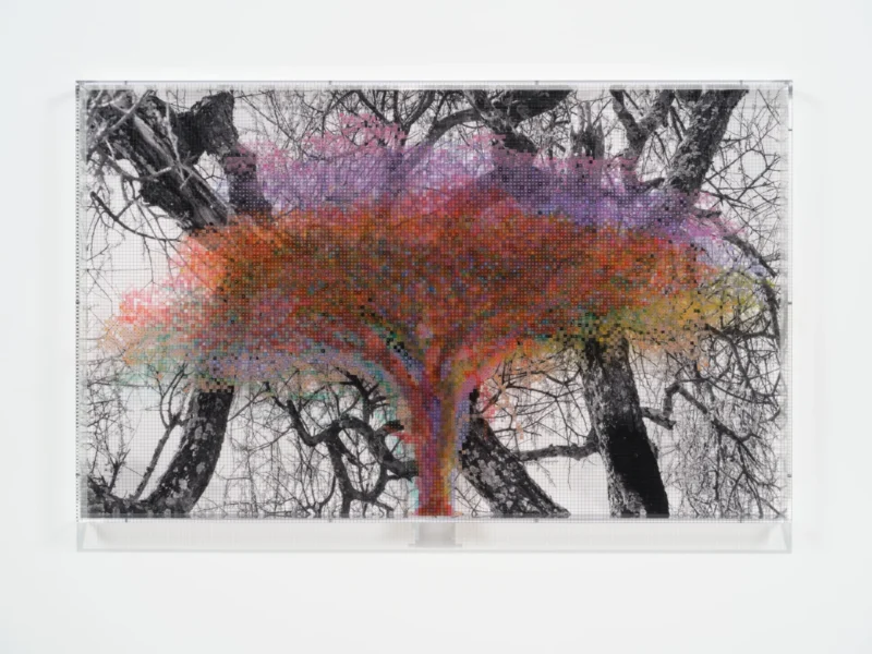 Charles Gaines, Numbers and Trees: Tanzania Series 3, Acacia, Tree #7, Hadzabi, 2026