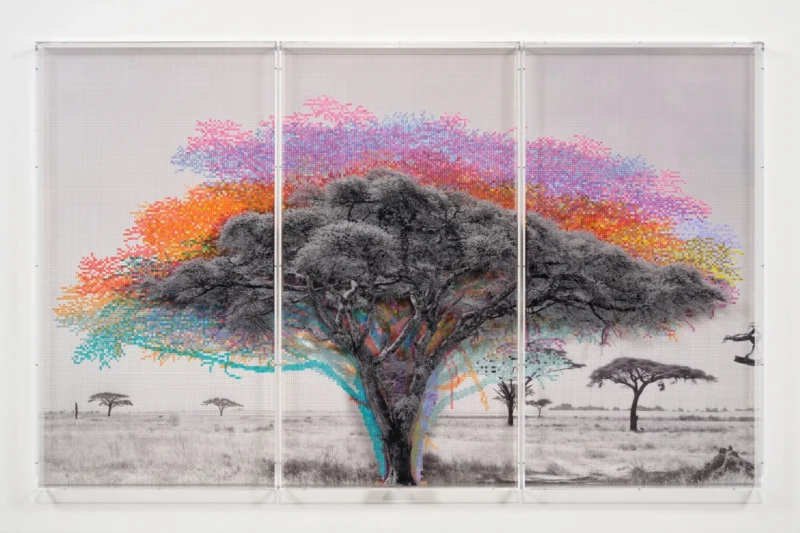 Charles Gaines, Numbers and Trees: Tanzania Series 3, Acacia, Tree #9, Pare, 2026