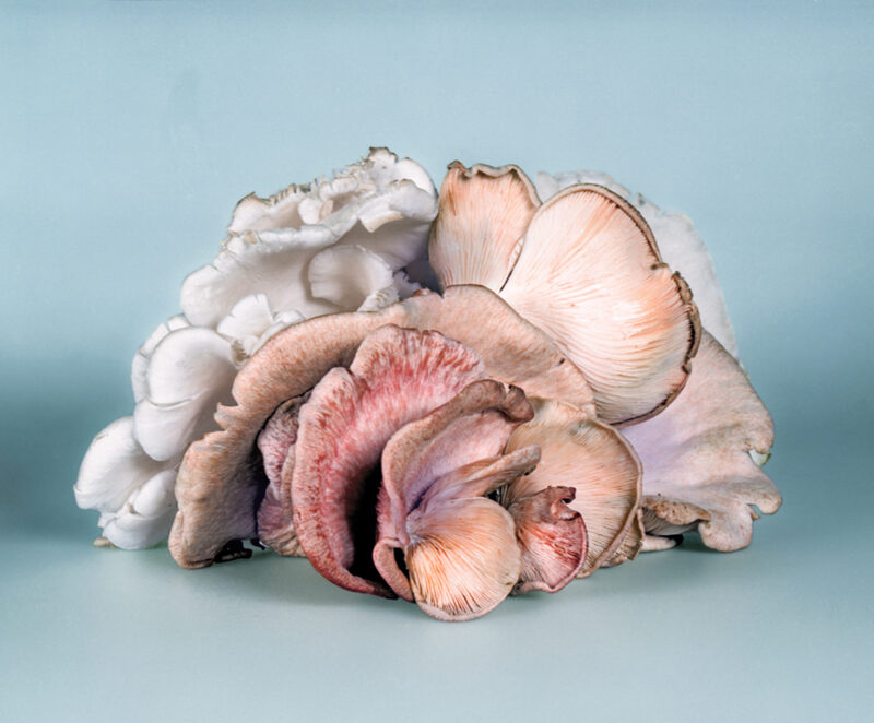 Mia Dudek, Fruiting Body V, 2020