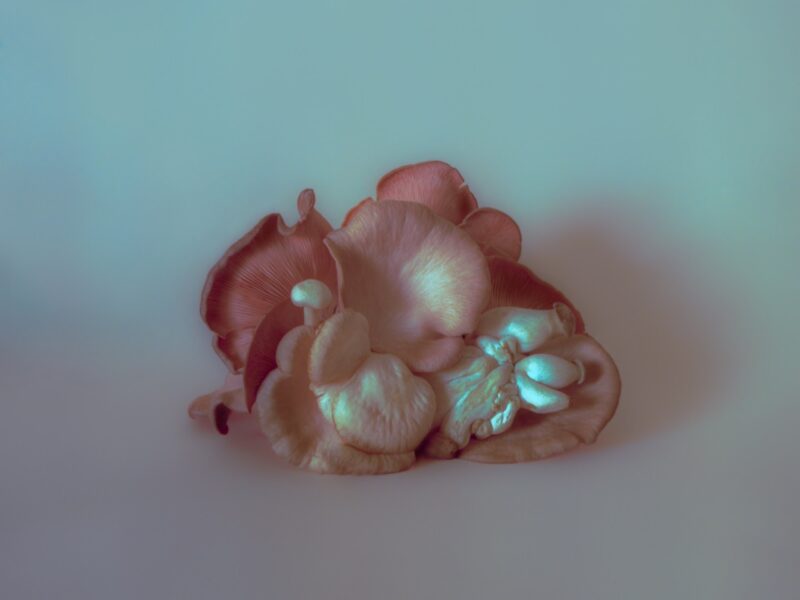 Mia Dudek, Fruiting Body XVII, 2023