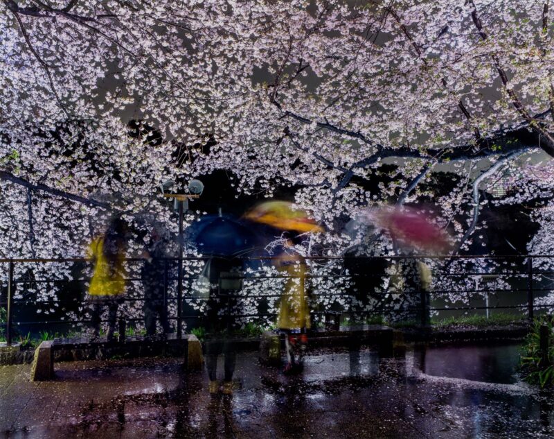 Matthew Pillsbury, Hanami #16, Chidorigafuchi, Thursday, April 3rd, 2014