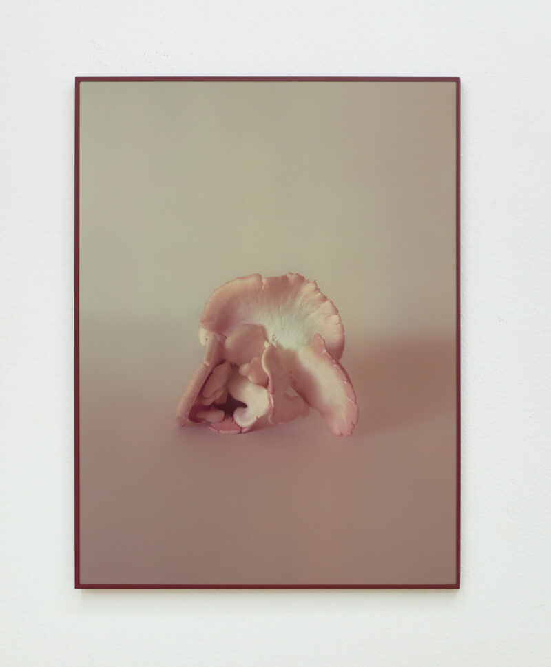 Mia Dudek, Fruiting Body XVI, 2023