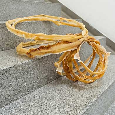 Image from Talpidae, at Gallery Chosun