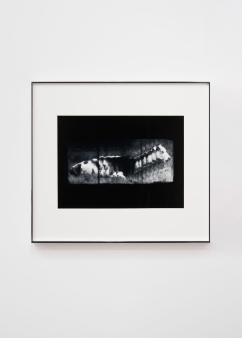 Ted Le Swer, Friesian Cow [Static], 2026