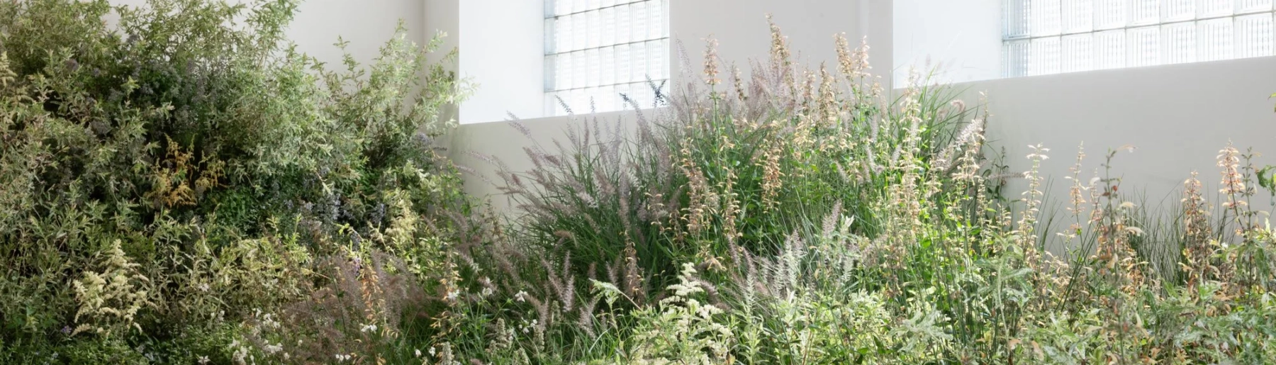 Image for Summer Performance Series 2026 at CARVALHO