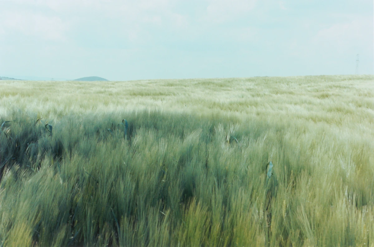 Samuel Laurence Cunnane, Grassland 1, 2025