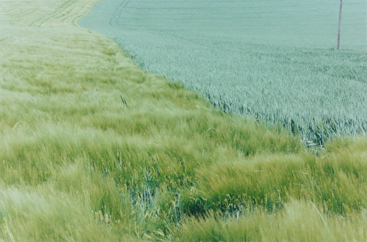 Samuel Laurence Cunnane, Grassland 2, 2025