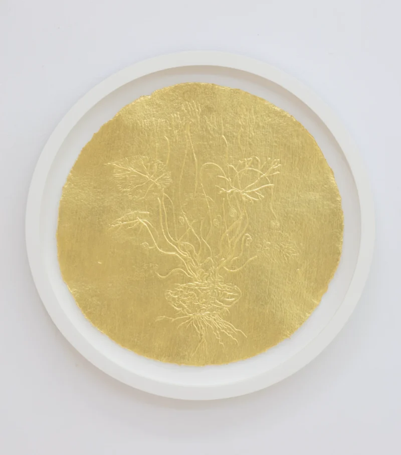 Stacy Lynn Waddell, Untitled (Cyclamen Persicum), 2025